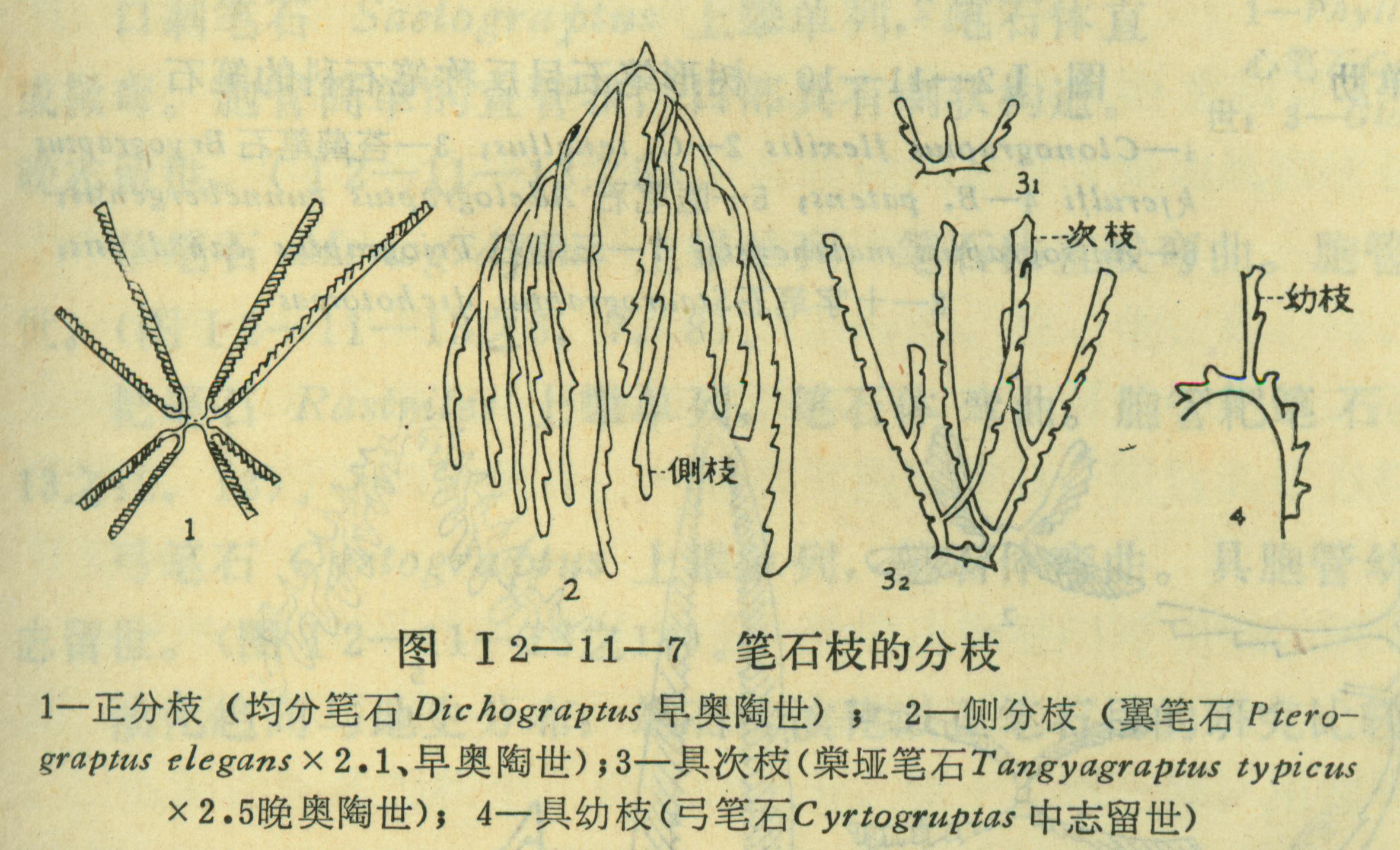 筆石枝的分枝