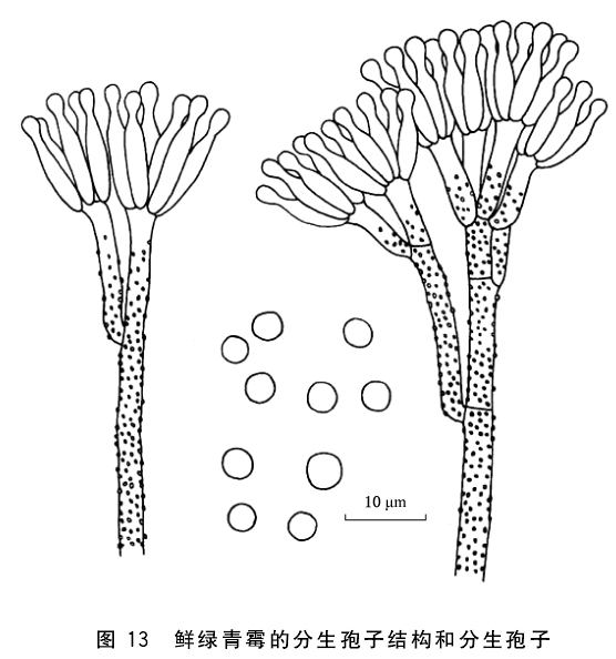 純綠青黴