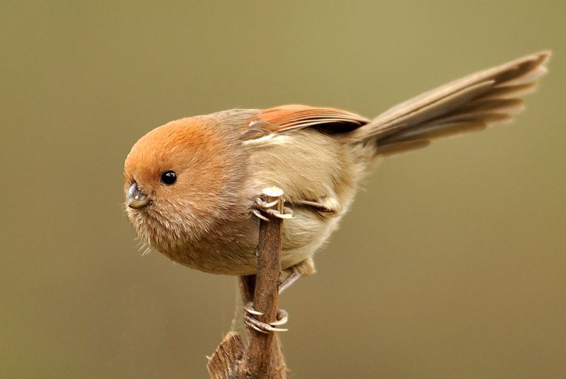 鴉雀(鴉雀屬鳥類)