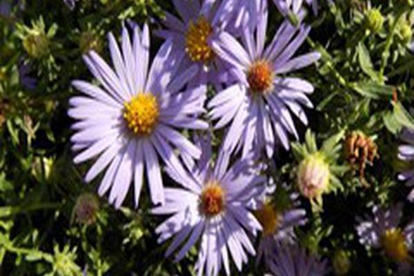 Symphyotrichum oblongifolium \x27October Skies\x27