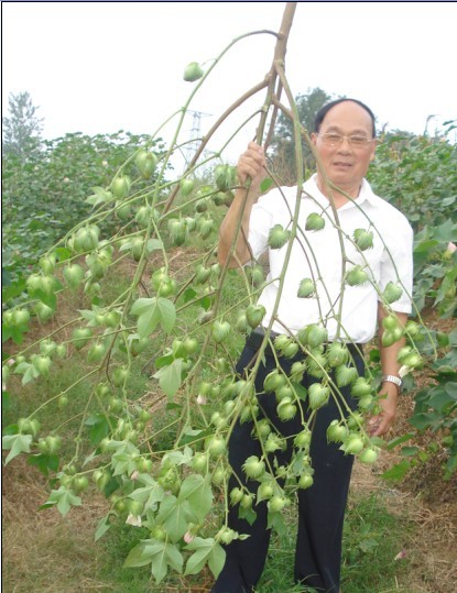 “不修棉”在湖北宜城