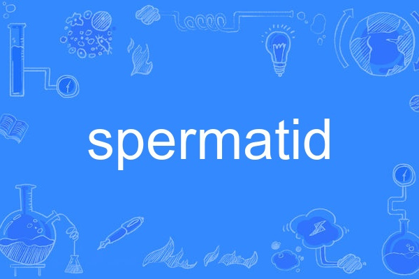 spermatid