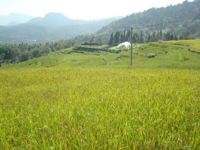 疏菜隊村