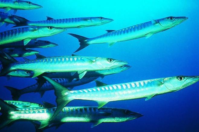 梭魚養殖技術