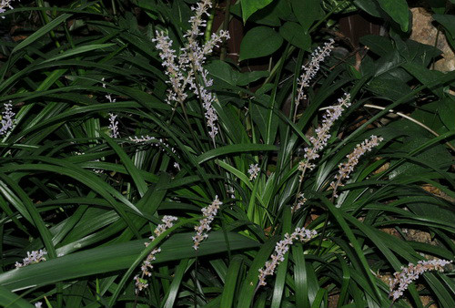 麥冬(百合科沿階草屬植物)