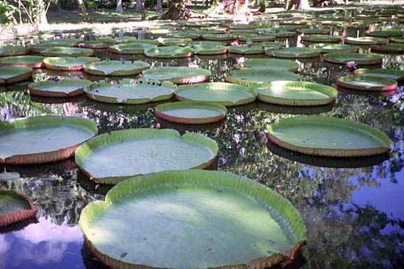 潘波莫西斯花園