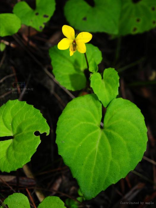 四川堇菜(四川堇菜（原變種）)