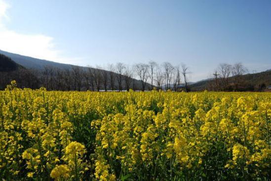 野生油菜花