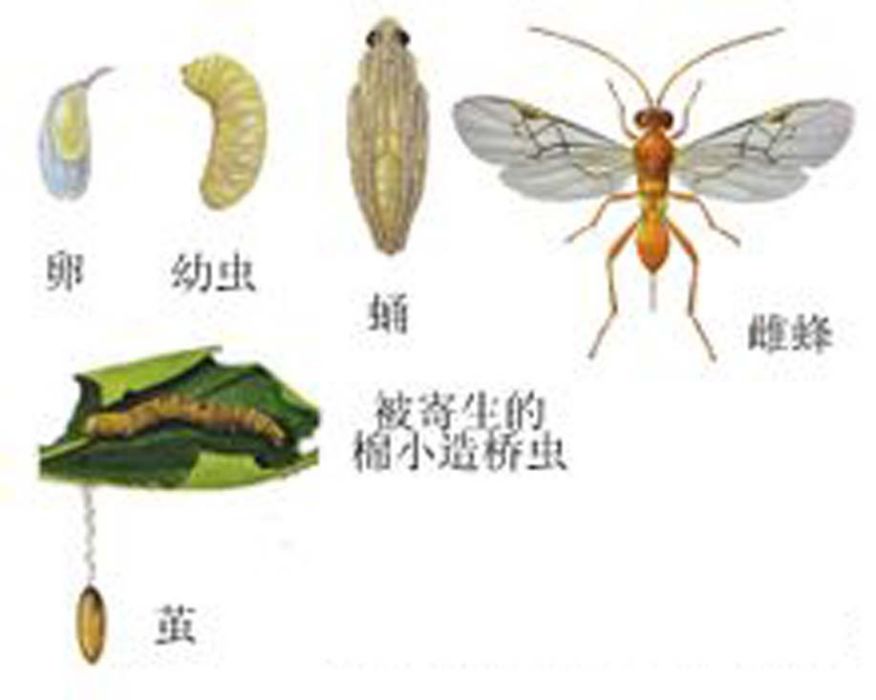 莫格脊腰繭蜂