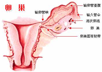 卵巢