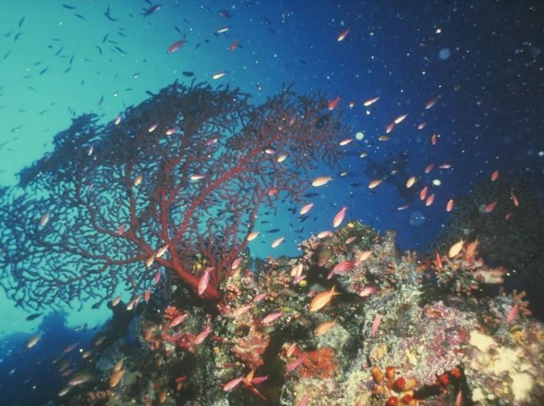 深海沉積(深海沉積物)