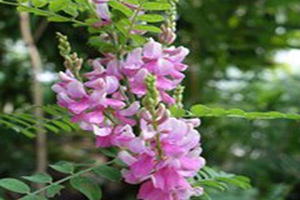 Indigofera tinctoria