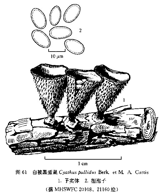 白被黑蛋巢