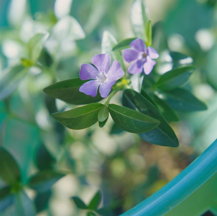 陽台紫長春花