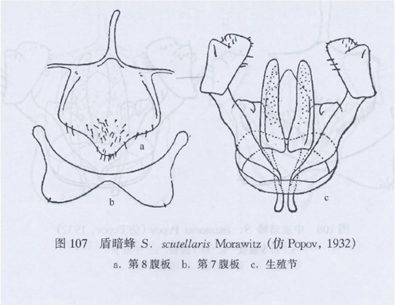 盾暗蜂