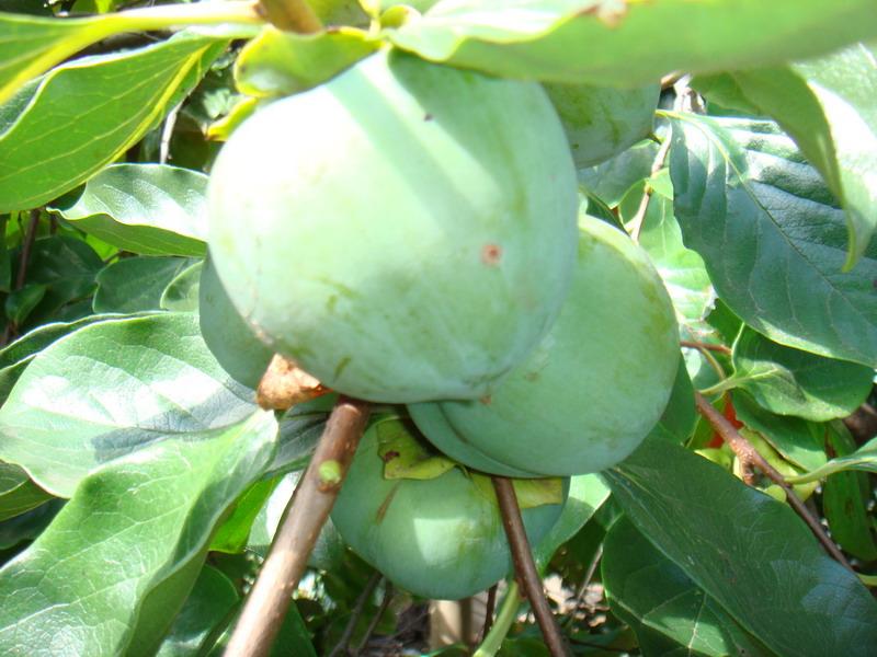 阿金華村