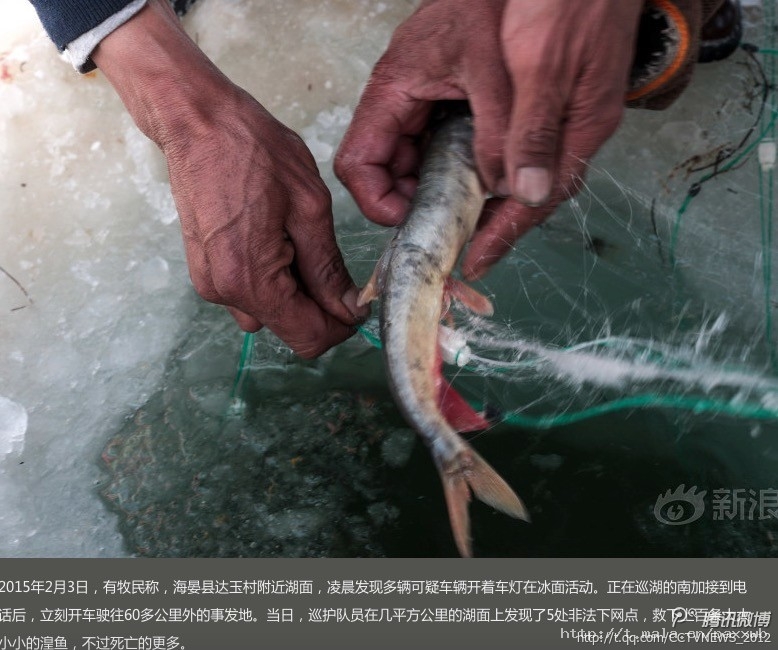 青海湖護魚人