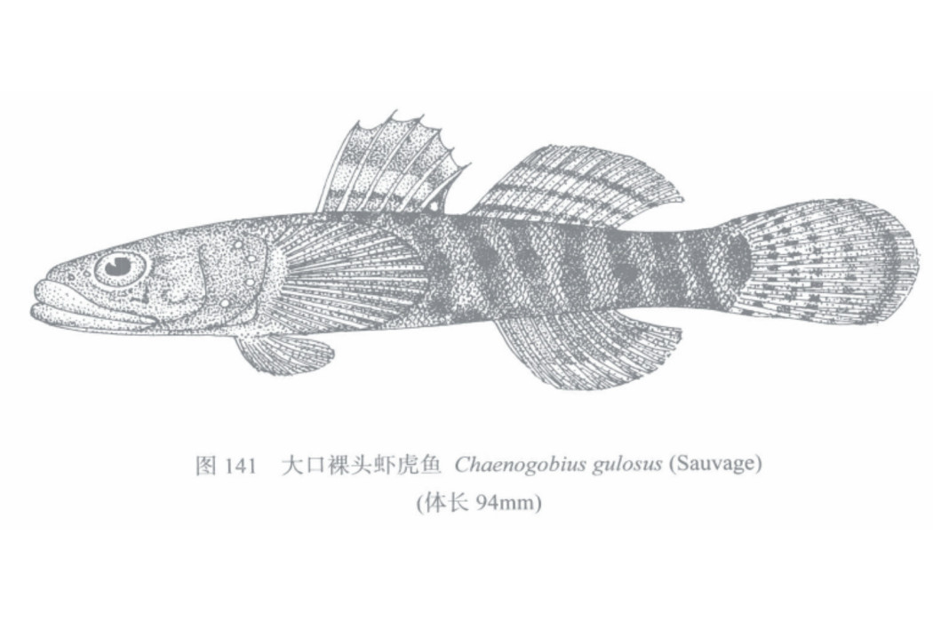 大口裸頭蝦虎魚