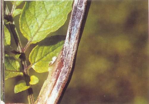 藥用植物榆樹炭疽病