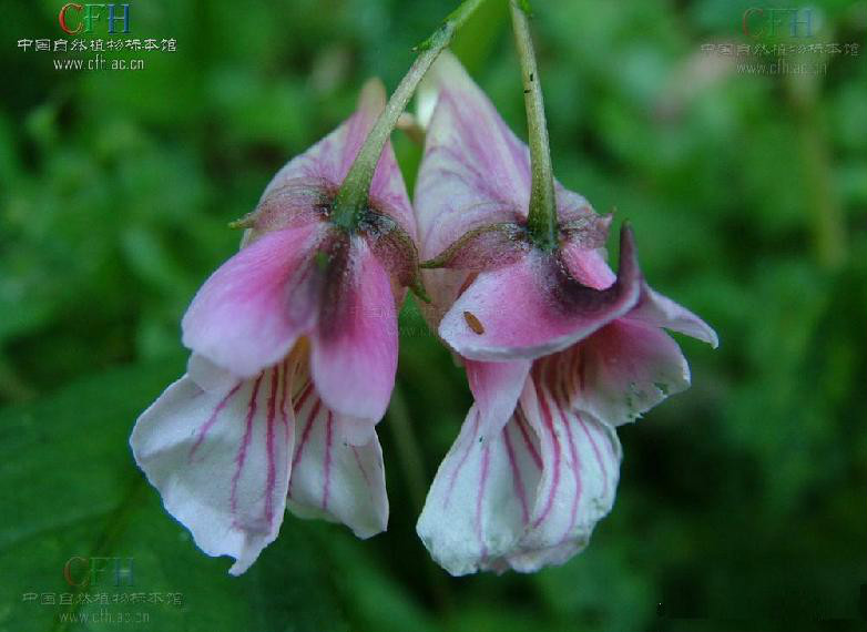 塊節鳳仙花