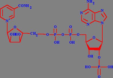輔酶II