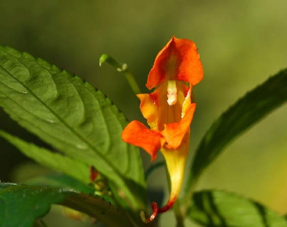 山地鳳仙花