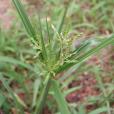 少花藏薹草(少花藏薹草（變種）)