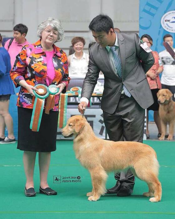 海城金星犬舍