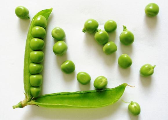 豌豆(豆科豌豆屬植物)