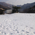 茶山滑雪場