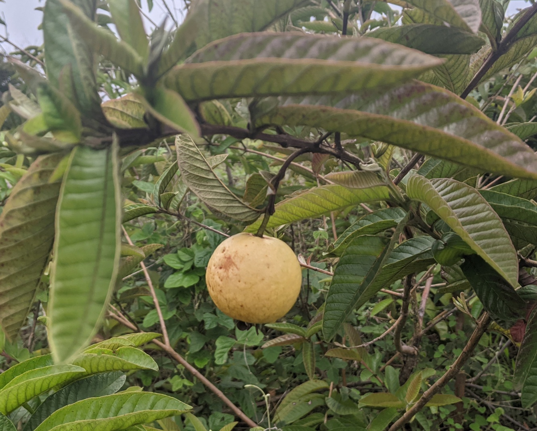 番石榴(桃金孃科番石榴屬的一種植物)