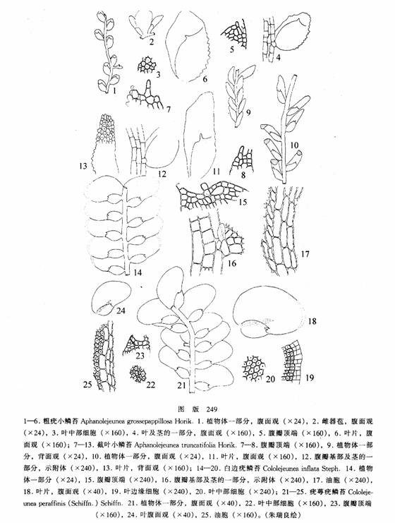 白邊疣鱗苔