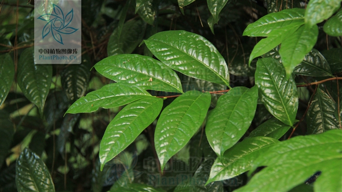 弄崗金花茶