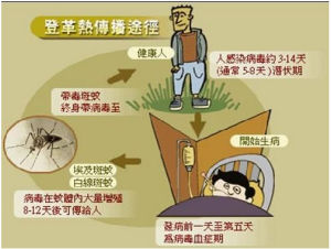 圖解登革熱