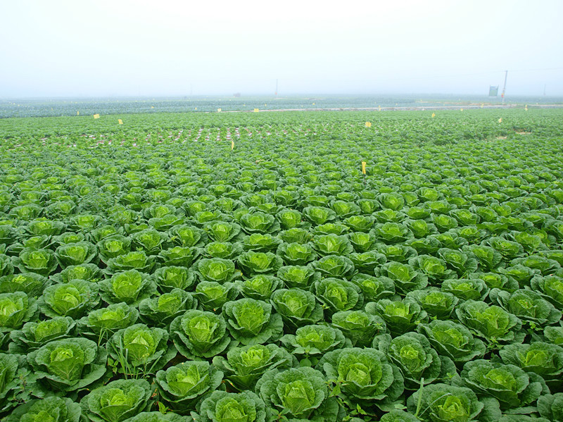 太白山牌蔬菜