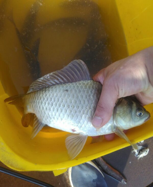 雜交鯽魚養殖技術