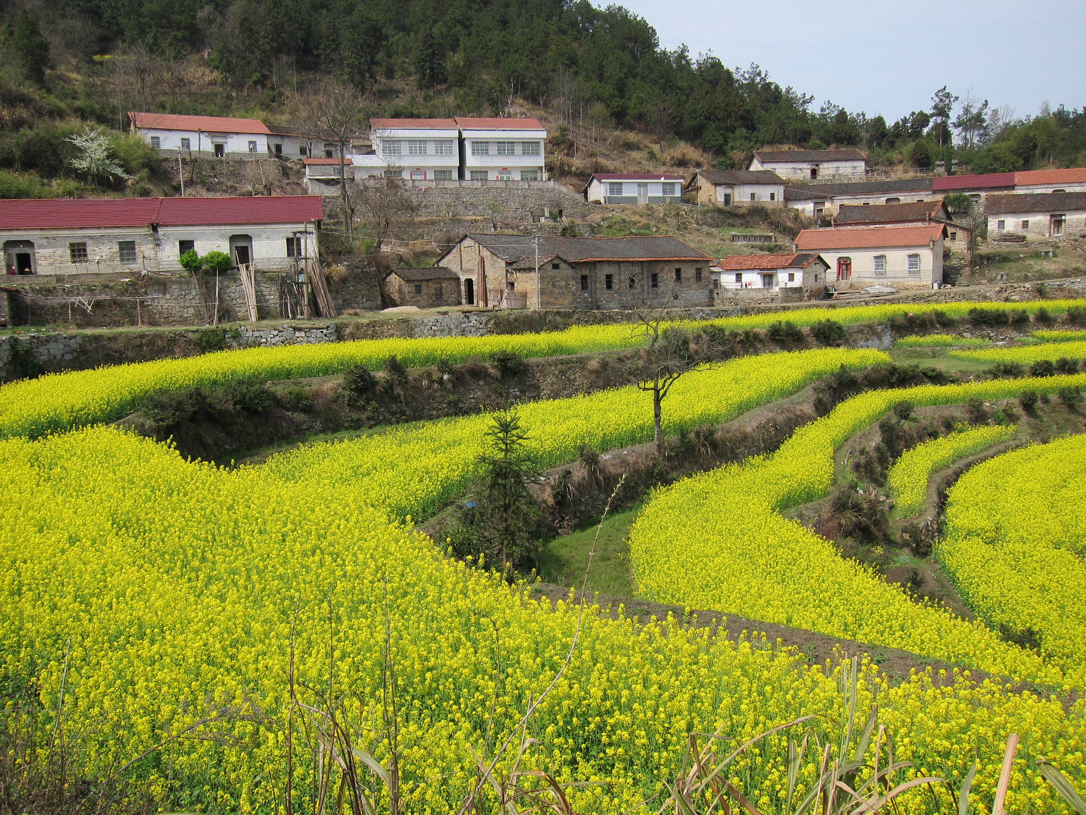 李家山