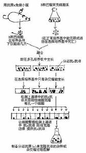 體細胞雜交(三)