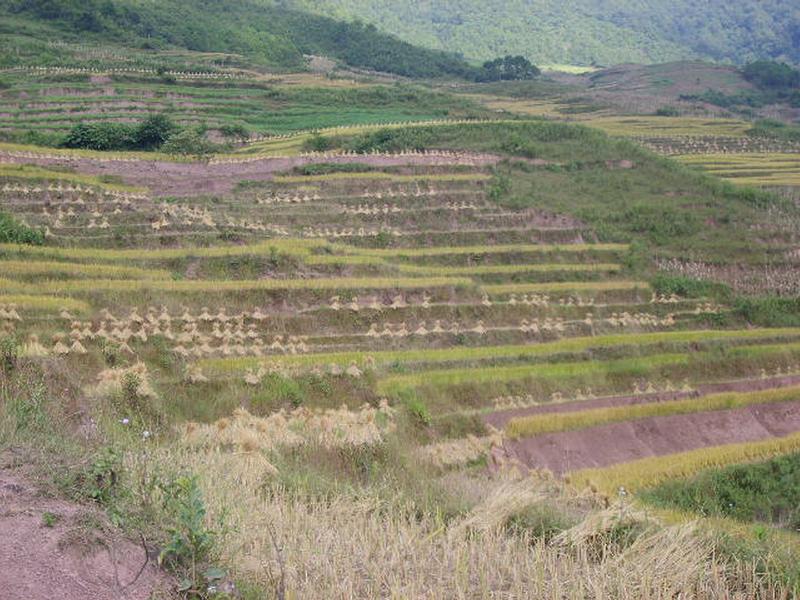 龍潭鄉沖頭村