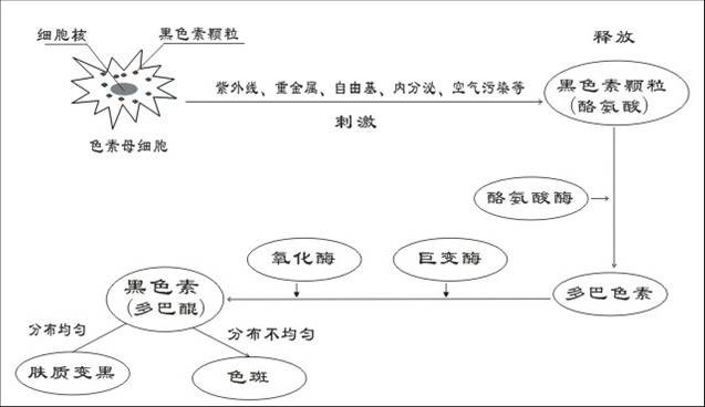 色斑產生過程