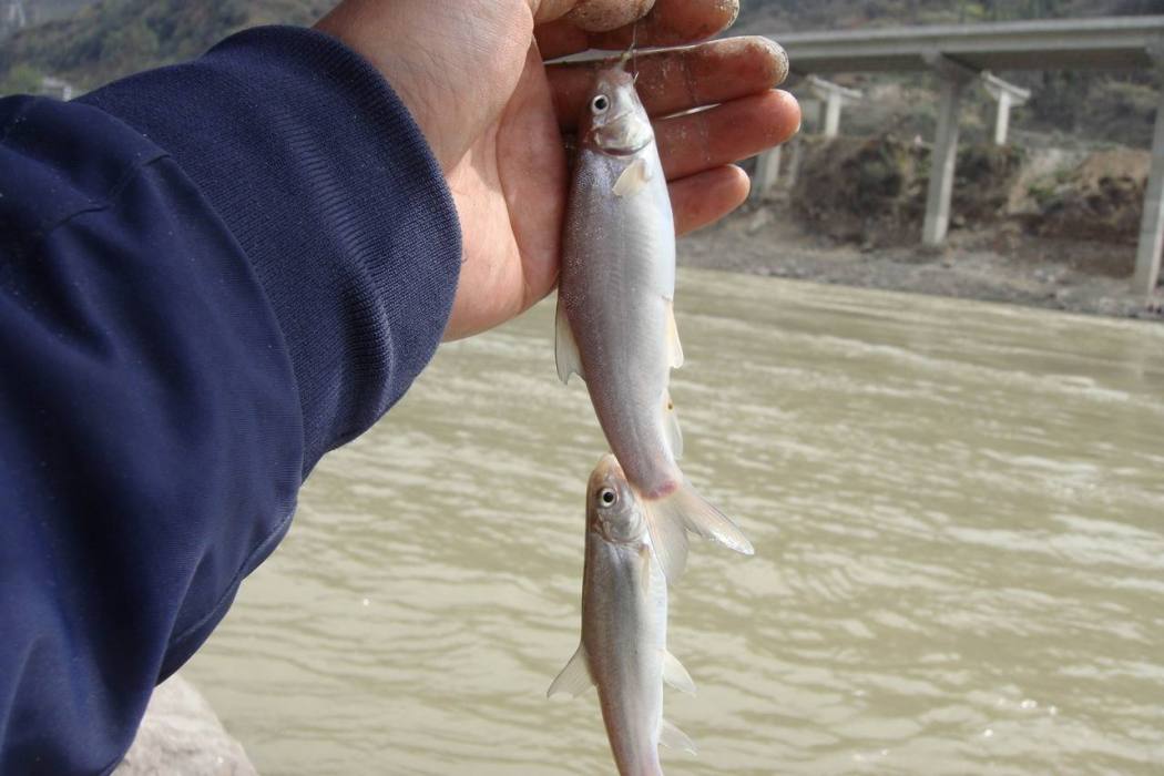 西藏裂腹魚(全唇裂腹魚)