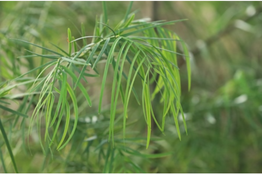 非洲杉