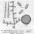 西疇瓊楠