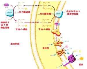 傳遞細胞