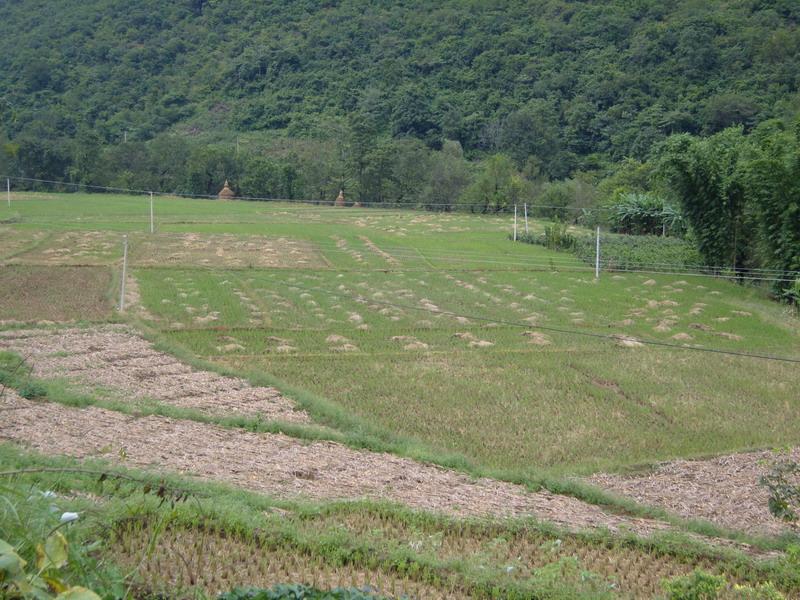 代家坪稻田