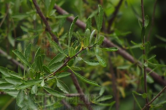 野扁桃布爾津群體14號