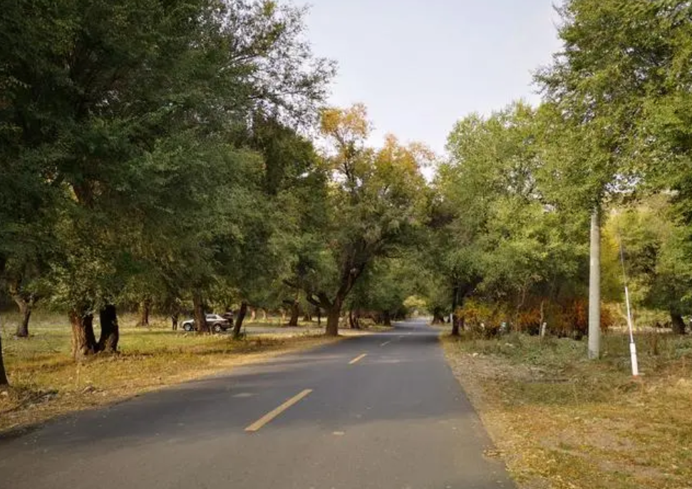 新疆烏魯木齊天山國家森林公園