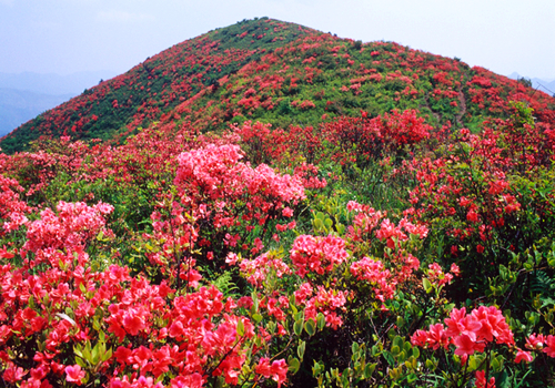 金龍山