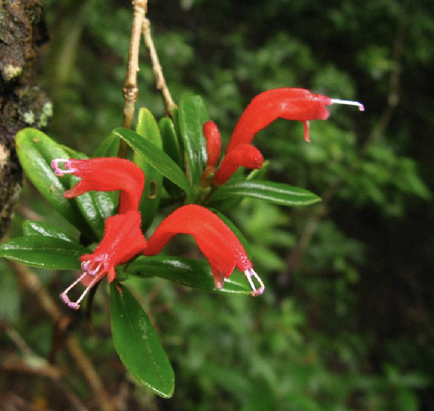 矮芒毛苣苔