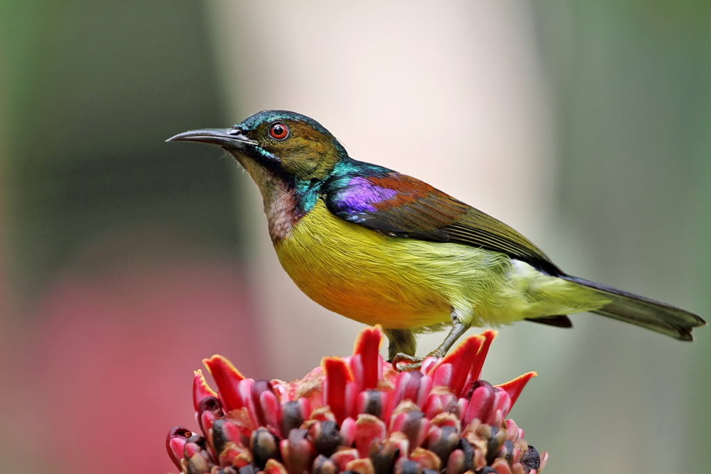 褐喉食蜜鳥